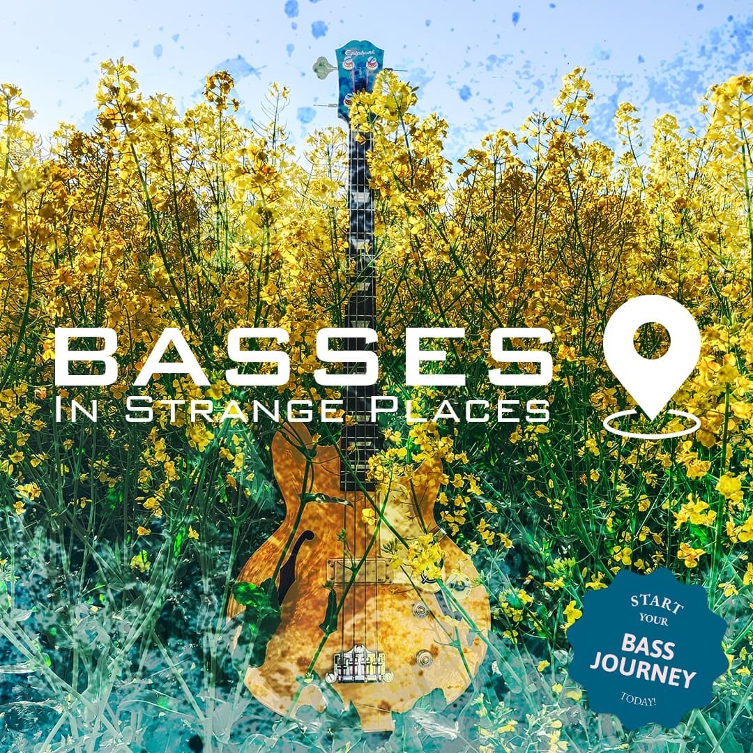 Gold Epiphone Jack Casady bass guitar in a blooming yellow rapeseed field