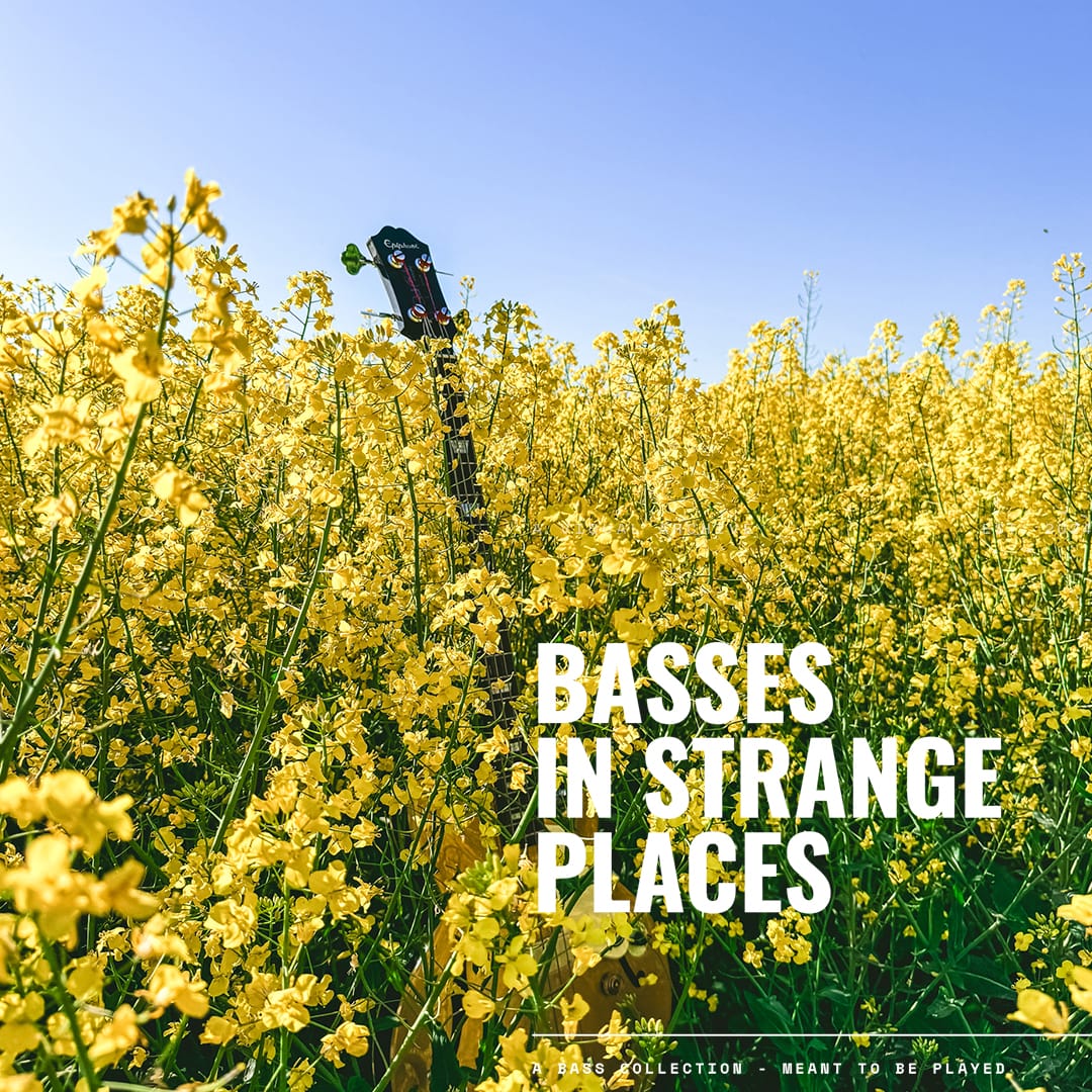 Basses-Fields-of-Gold-Rapeseed-cover