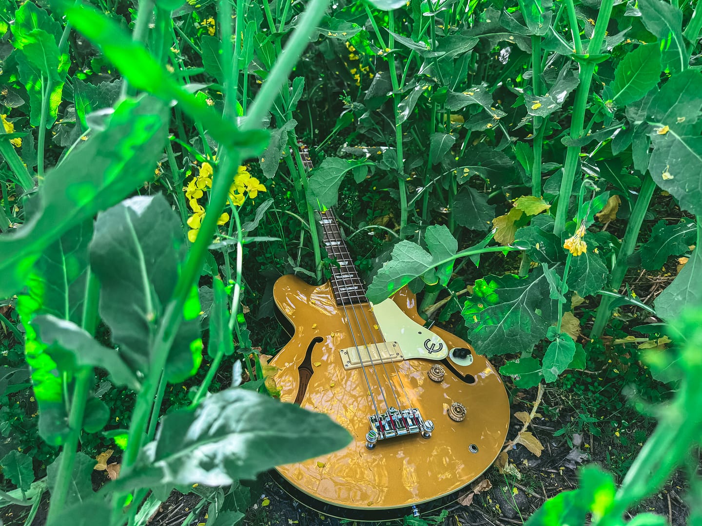 Metallic Gold Epiphone Jack Casady Signature Bass
