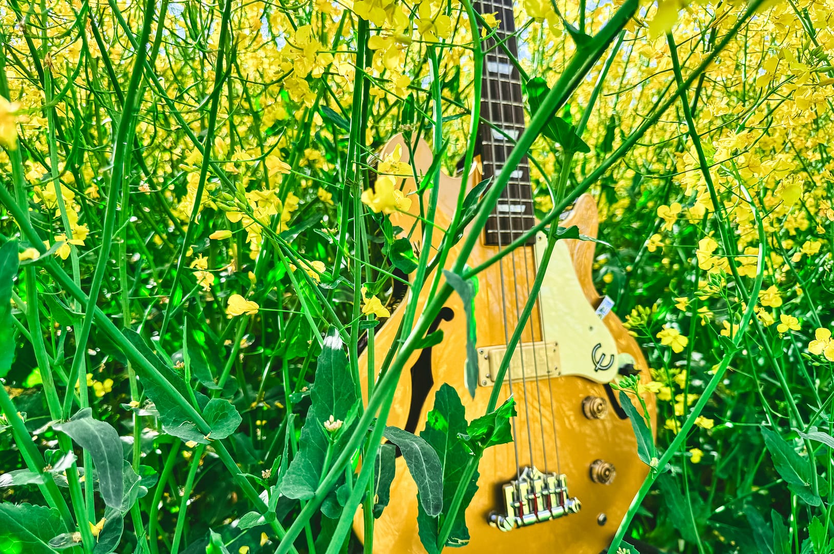 basses-fields-of-gold-rapeseed-28-edit