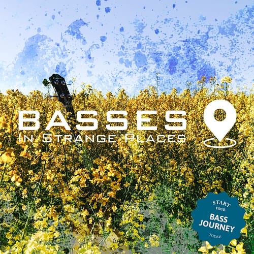Basses in Fields of Gold: Rapeseed landscape photography