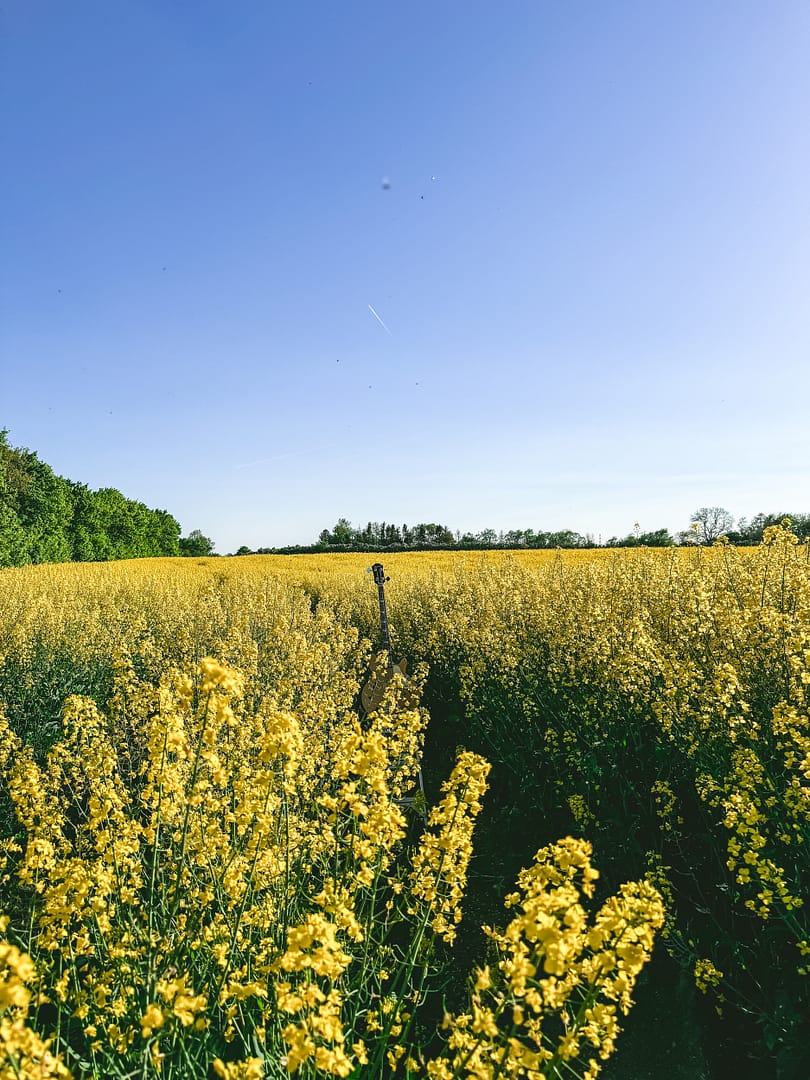 Fields of Gold - Rapeseeds in Denmark